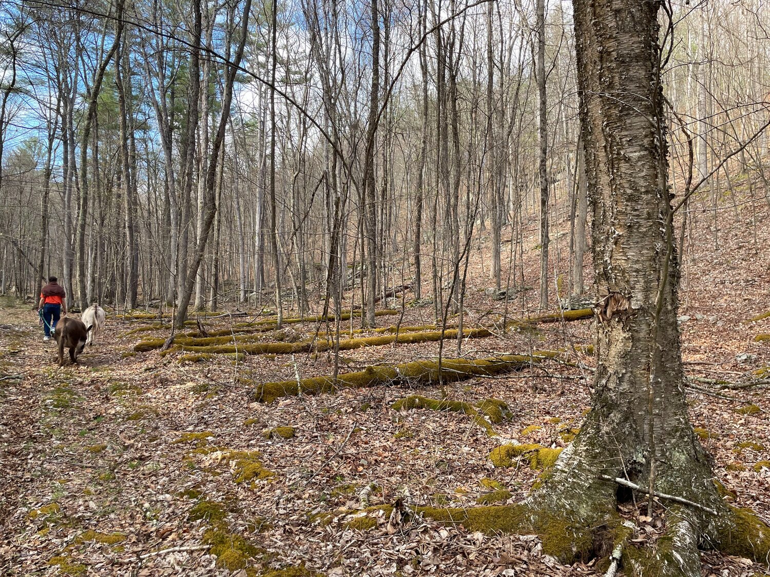 The Mark and Courtney Peterson Nature Preserve is The Preserve is situated near the Lackawaxen River, and is located along the eastern bank of the Little Blooming Grove Creek.  ..